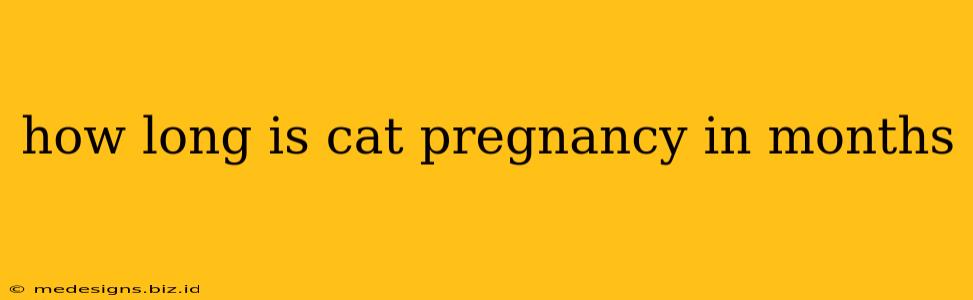 how long is cat pregnancy in months