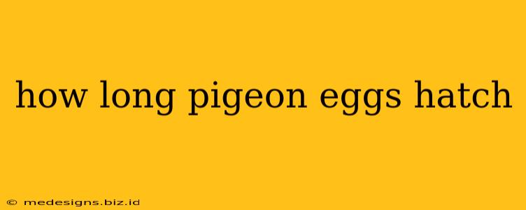 how long pigeon eggs hatch