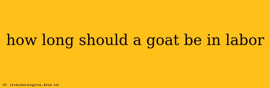 how long should a goat be in labor