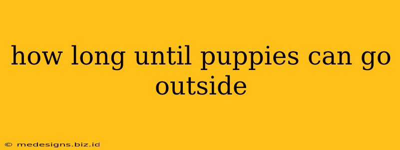 how long until puppies can go outside