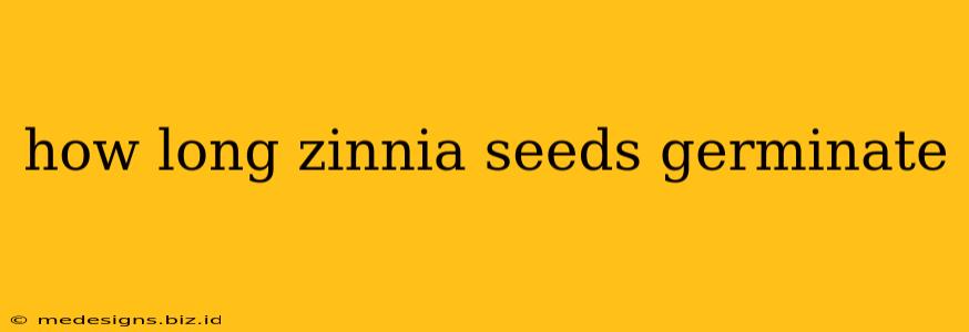 how long zinnia seeds germinate
