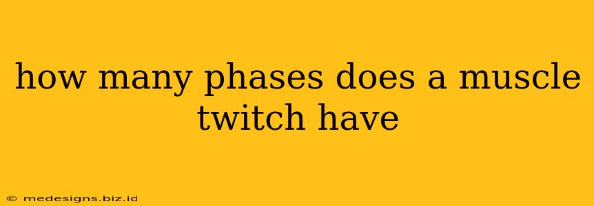 how many phases does a muscle twitch have