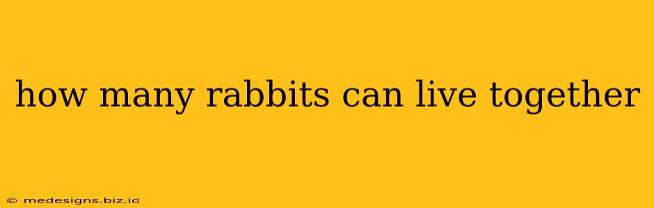 how many rabbits can live together
