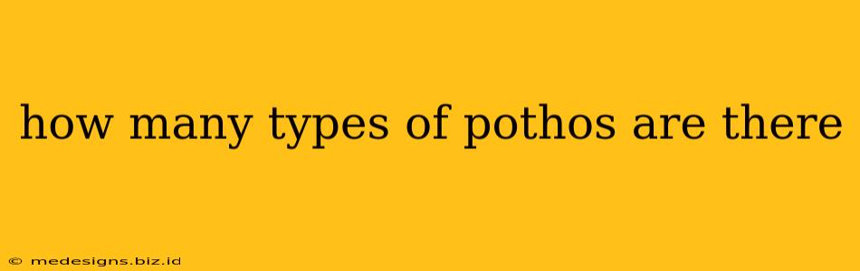 how many types of pothos are there