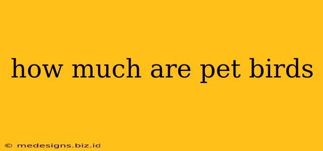 how much are pet birds
