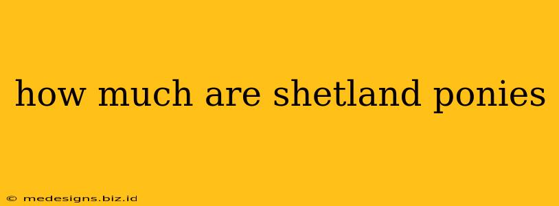 how much are shetland ponies