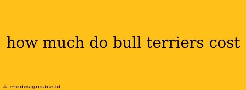 how much do bull terriers cost