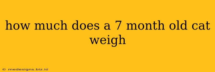 how much does a 7 month old cat weigh