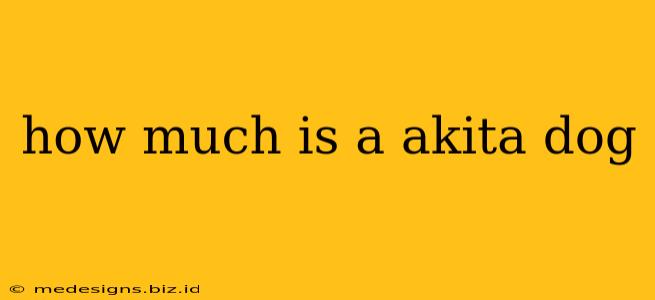 how much is a akita dog