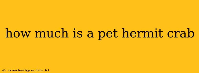 how much is a pet hermit crab