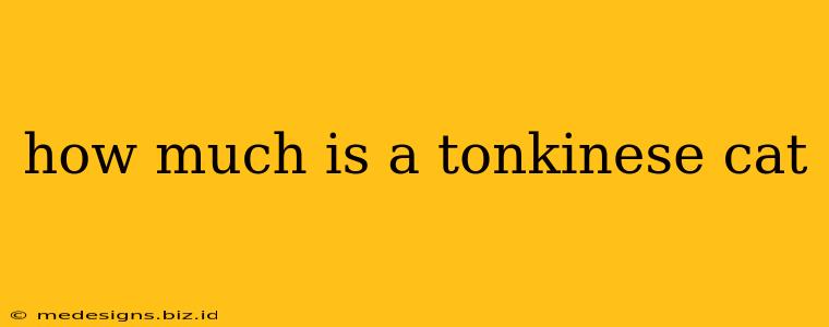 how much is a tonkinese cat
