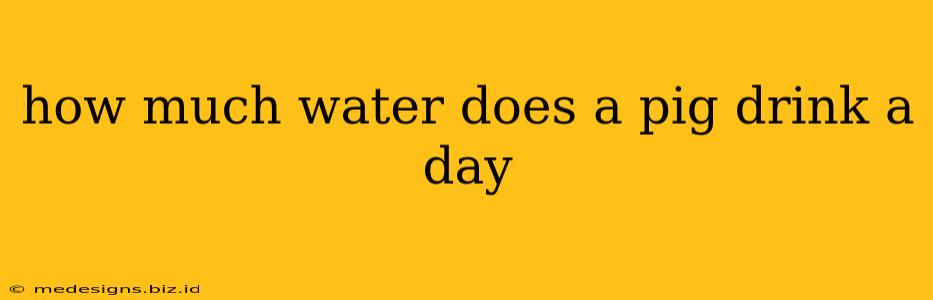 how much water does a pig drink a day