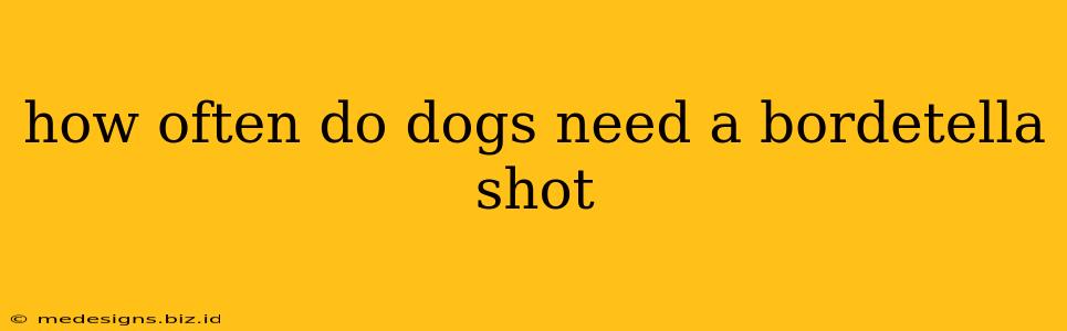 how often do dogs need a bordetella shot