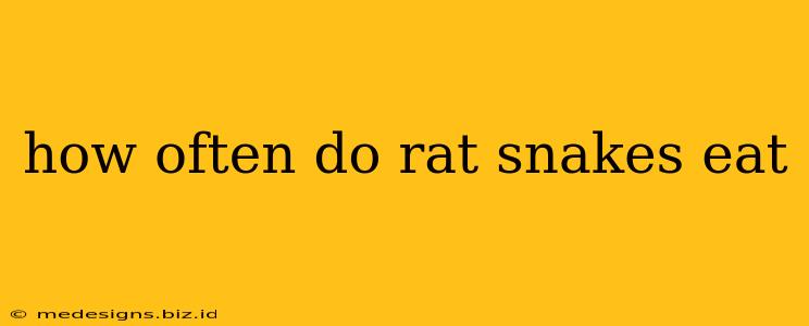 how often do rat snakes eat