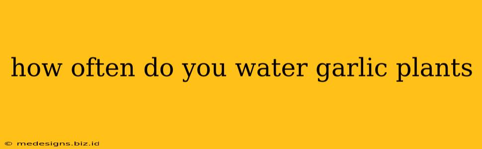 how often do you water garlic plants