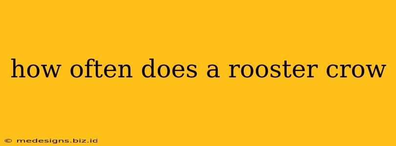 how often does a rooster crow