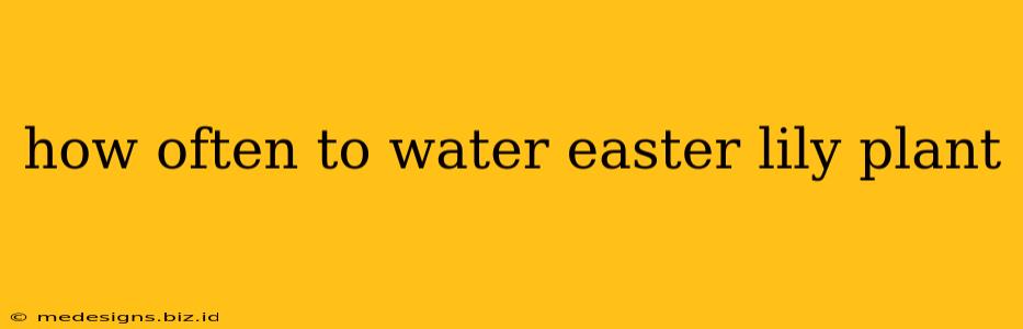 how often to water easter lily plant