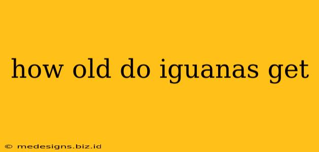 how old do iguanas get