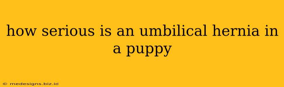 how serious is an umbilical hernia in a puppy