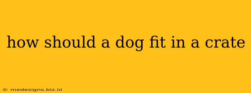 how should a dog fit in a crate