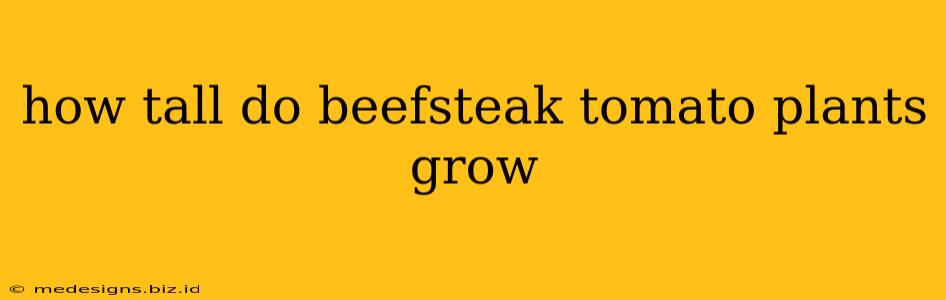 how tall do beefsteak tomato plants grow