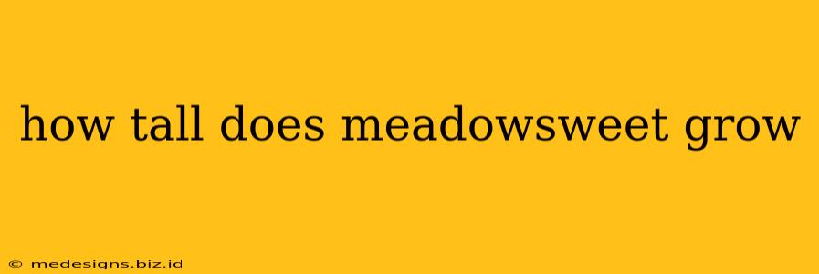 how tall does meadowsweet grow