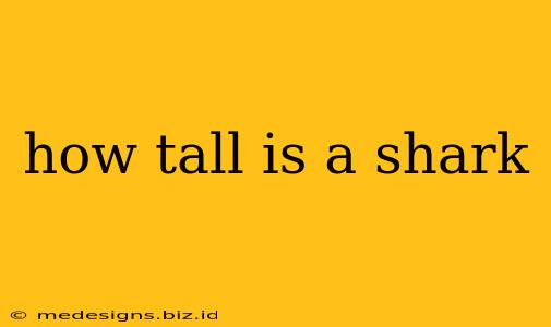 how tall is a shark