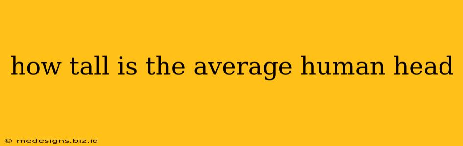 how tall is the average human head