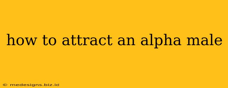 how to attract an alpha male