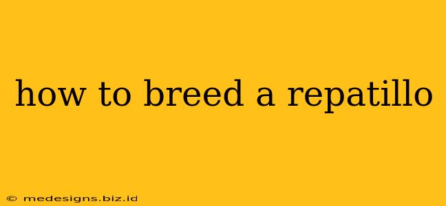 how to breed a repatillo