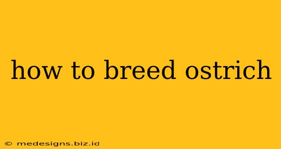 how to breed ostrich