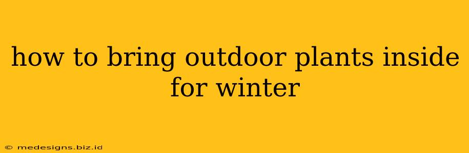 how to bring outdoor plants inside for winter