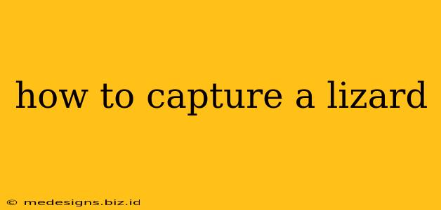 how to capture a lizard