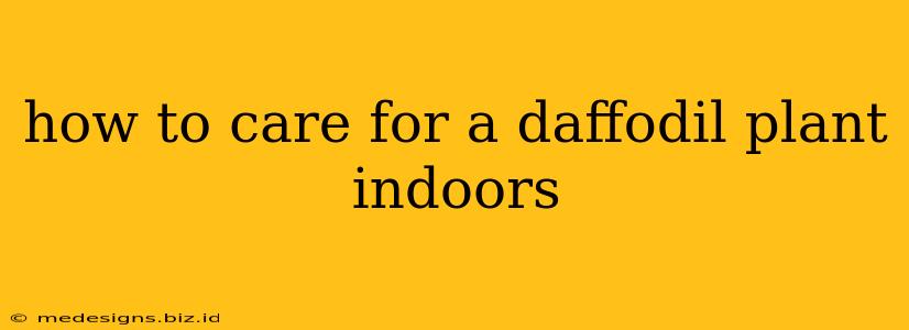 how to care for a daffodil plant indoors