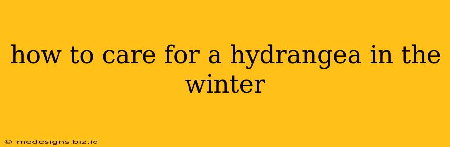 how to care for a hydrangea in the winter