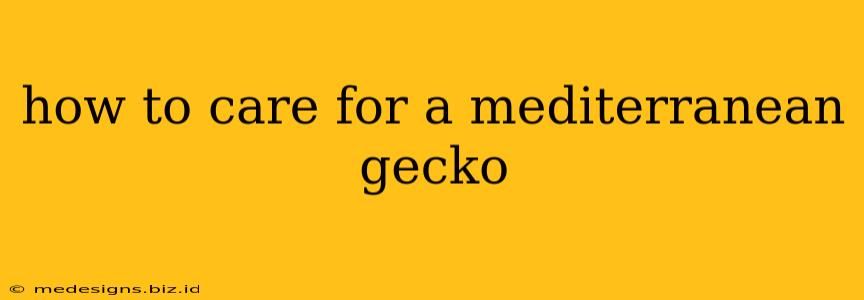 how to care for a mediterranean gecko