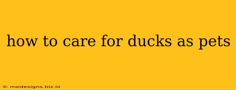 how to care for ducks as pets