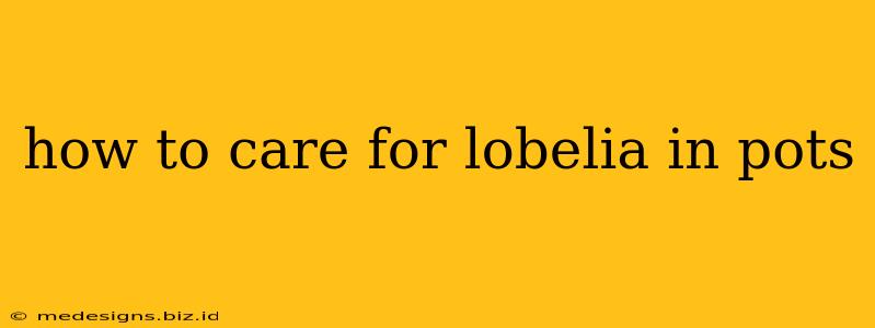 how to care for lobelia in pots