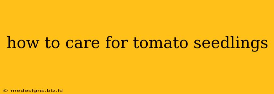 how to care for tomato seedlings
