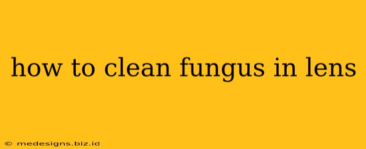 how to clean fungus in lens