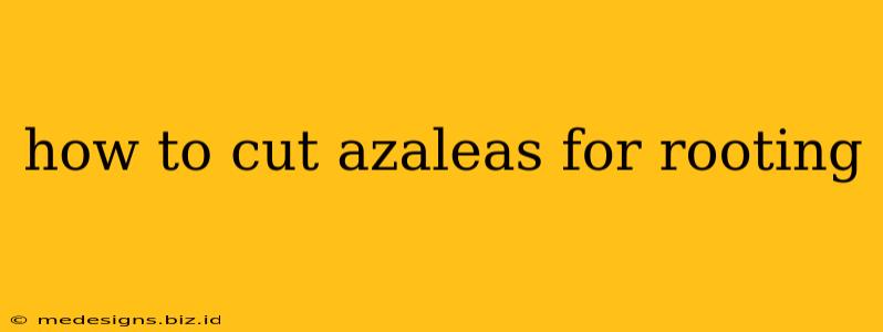 how to cut azaleas for rooting