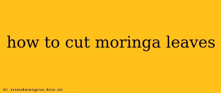 how to cut moringa leaves