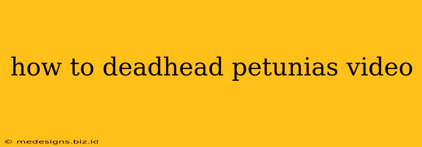 how to deadhead petunias video