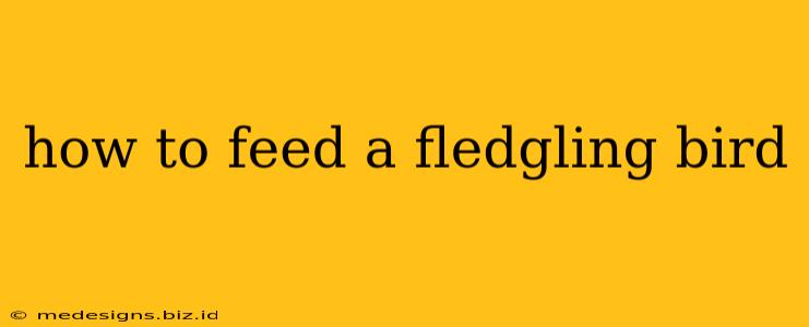 how to feed a fledgling bird