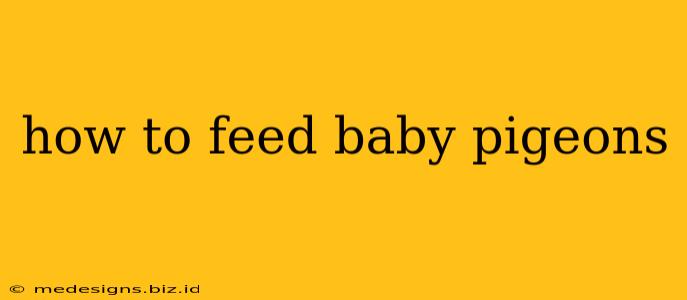 how to feed baby pigeons