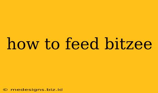how to feed bitzee