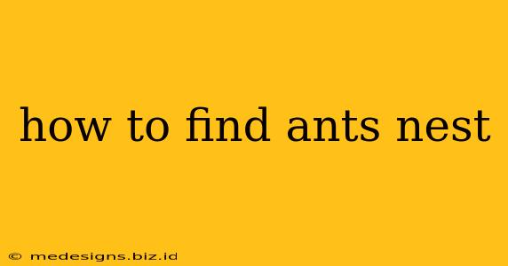 how to find ants nest