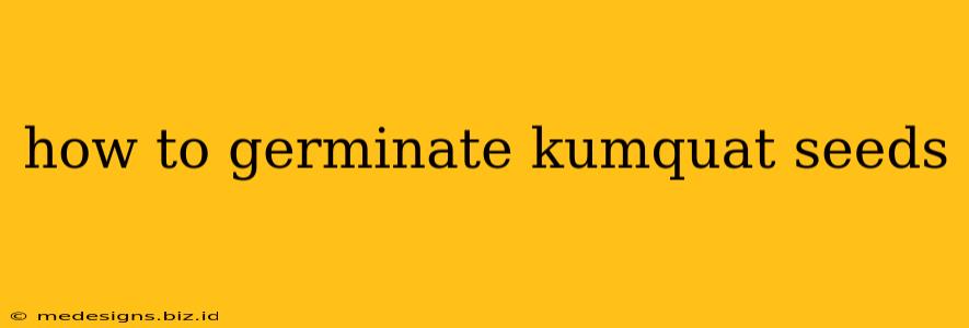 how to germinate kumquat seeds