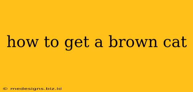 how to get a brown cat