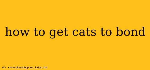 how to get cats to bond